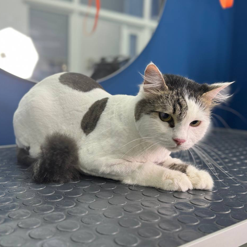 Стрижка кошки с купанием