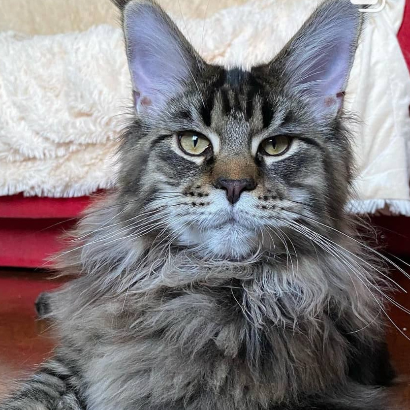 Вычесывание кошек крупных пород Фурминатором с присутствием хозяина