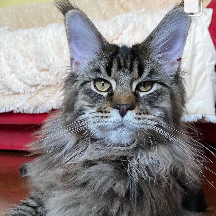 Вычесывание кошек крупных пород Фурминатором без присутствия хозяина