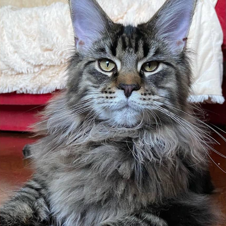 Мытье кошек крупных пород без присутствия хозяина