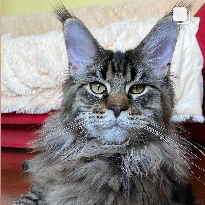 Мытье кошек крупных пород с присутствием хозяина