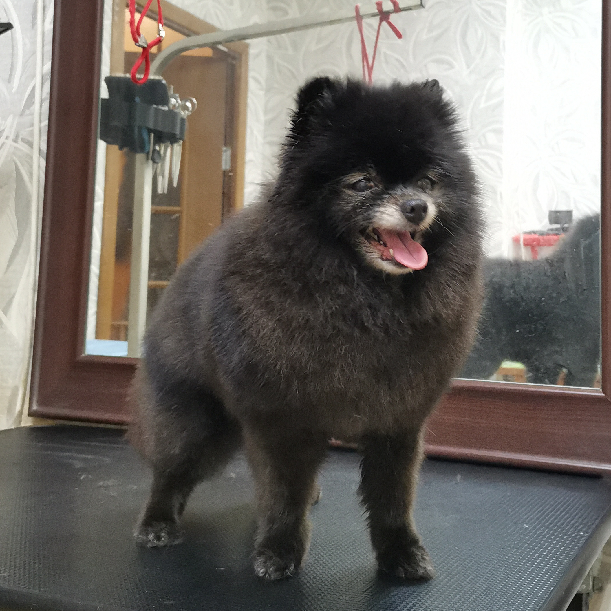 Стрижка Шпица весом до 5кг (модельная)