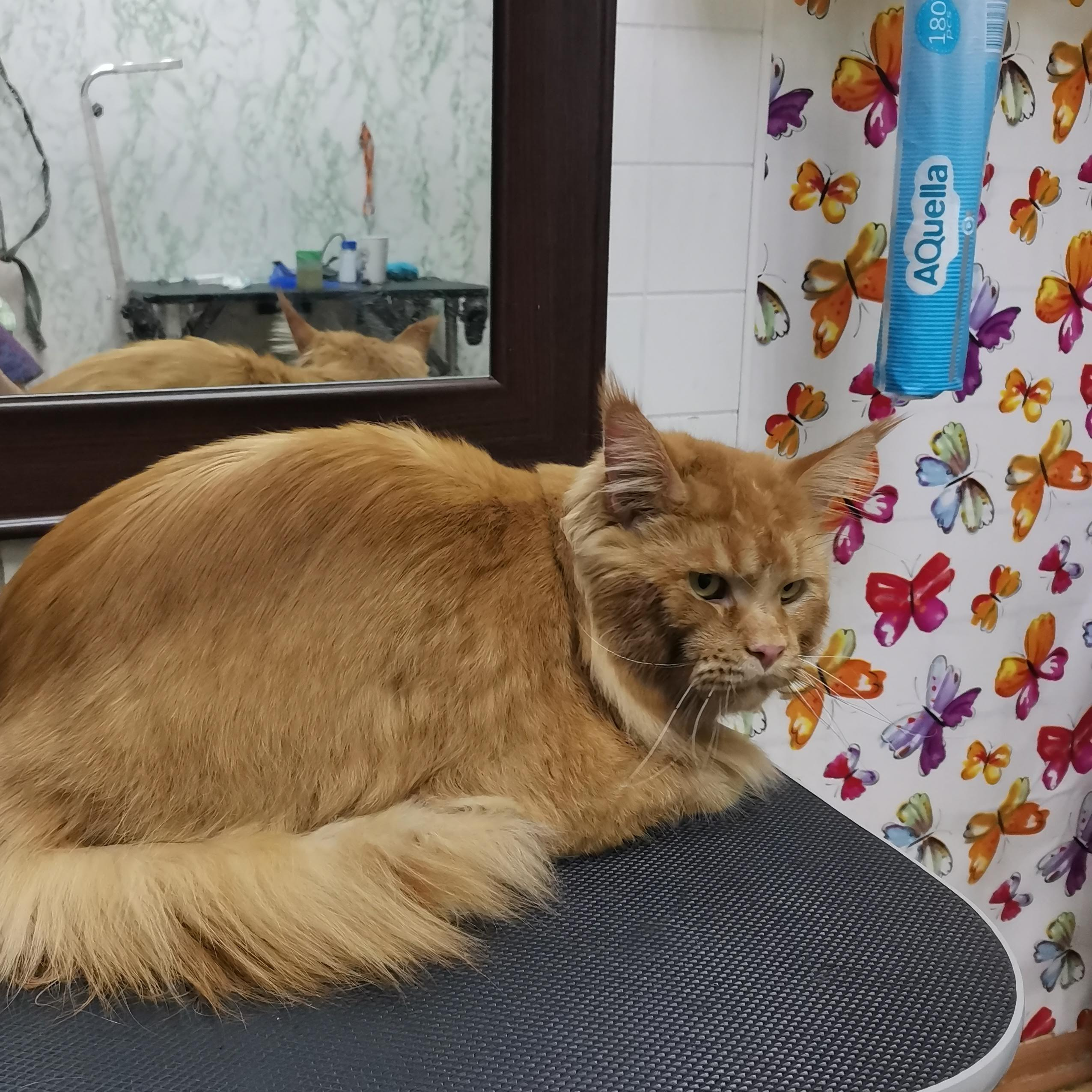 Вычесывание и мытье кошки крупных пород с присутствием хозяина (с экспресс-линькой)