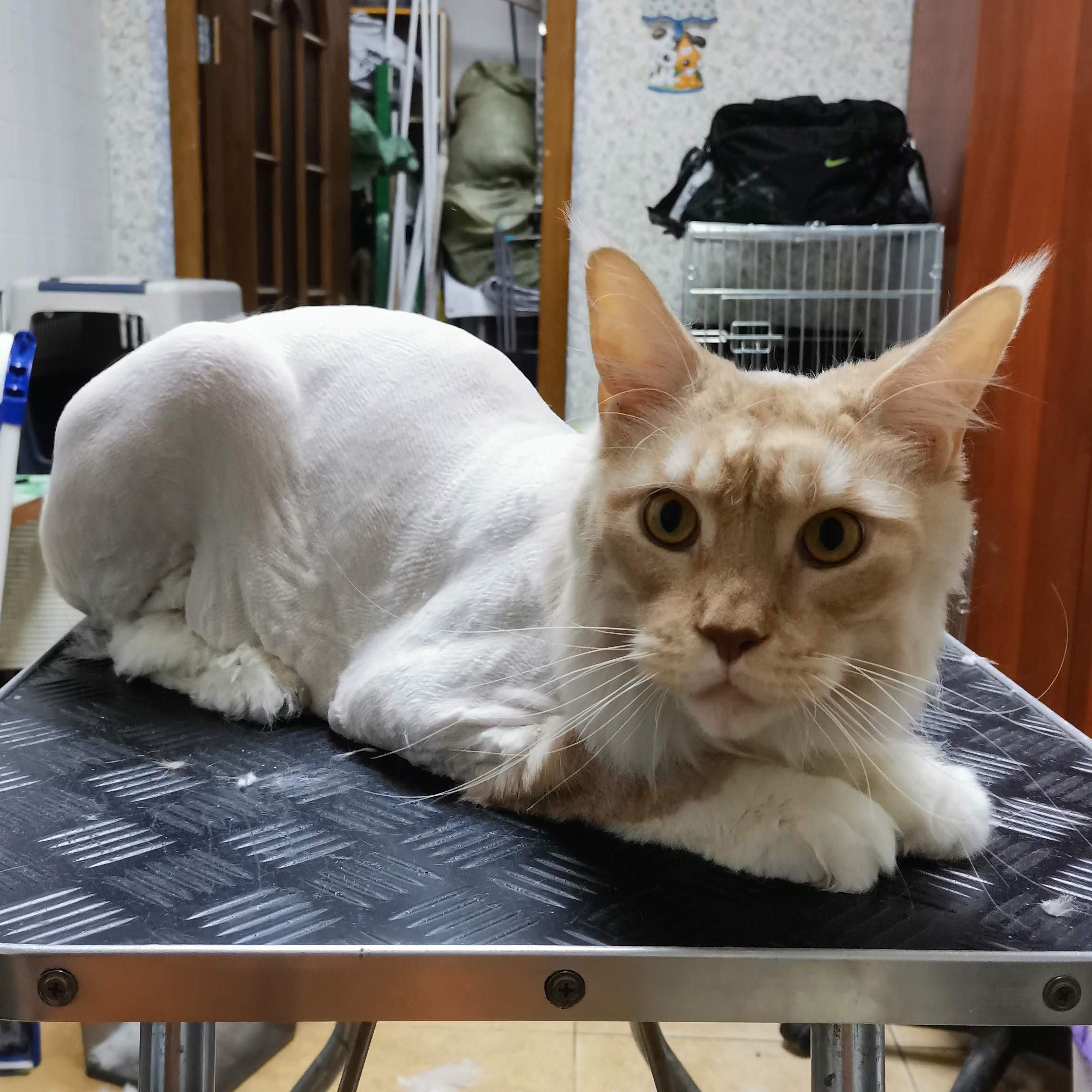 Стрижка кошек крупных пород с присутствием хозяина