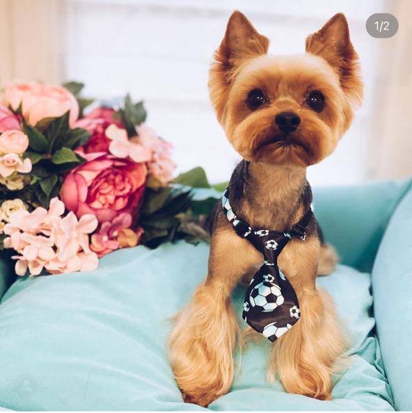 Йоркширский терьер *Стрижка и мытьё*