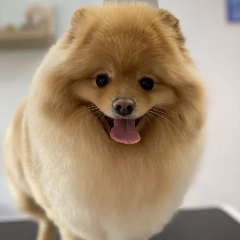 Шпиц  Комплекс