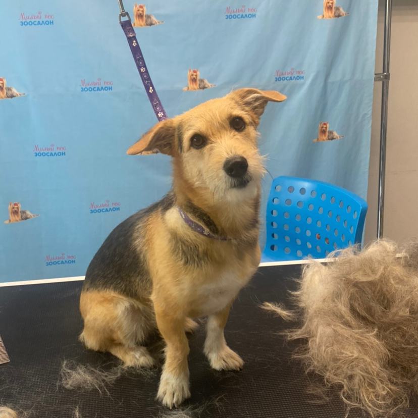 Метис  Тримминг