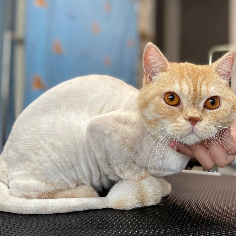 Кот   Стрижка + Купание