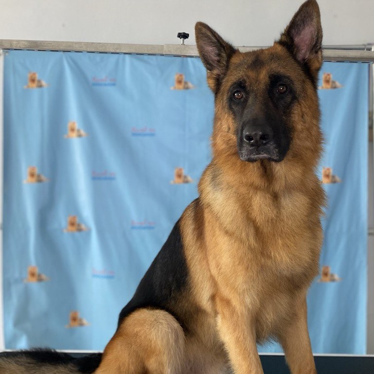 Немецкая Овчарка  Экспресс-Линька