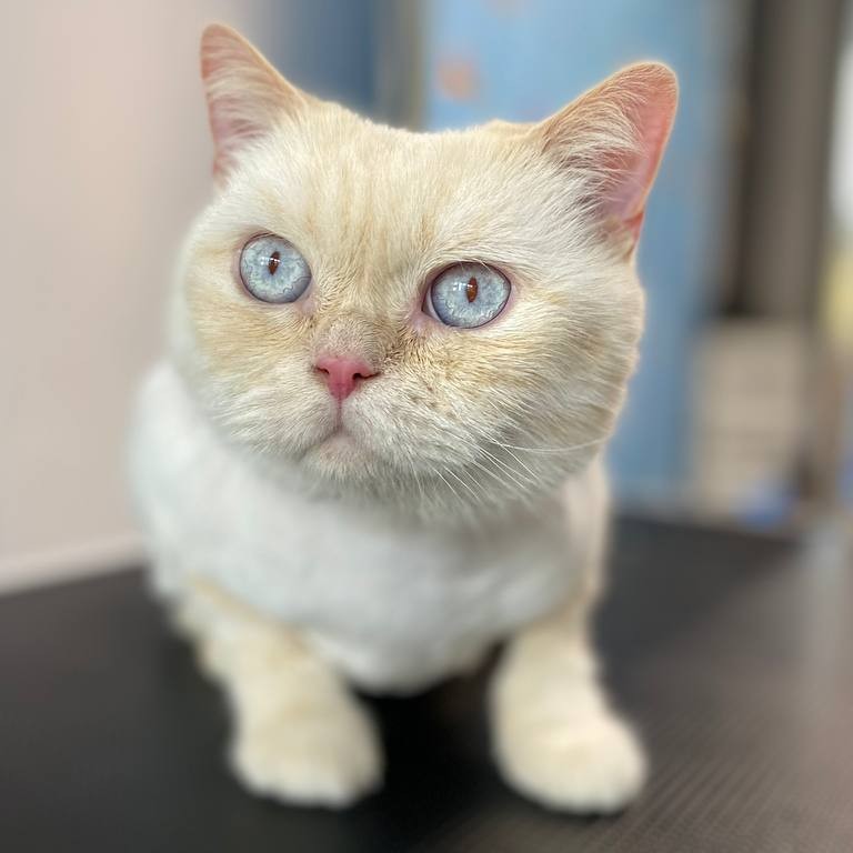 Кот    Стрижка