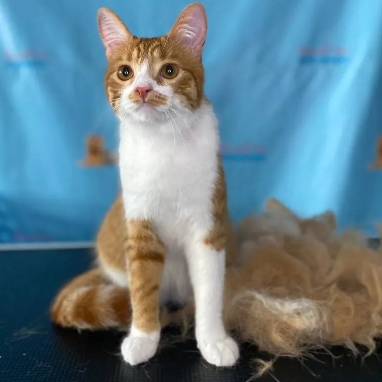 Кот Экспресс-линька