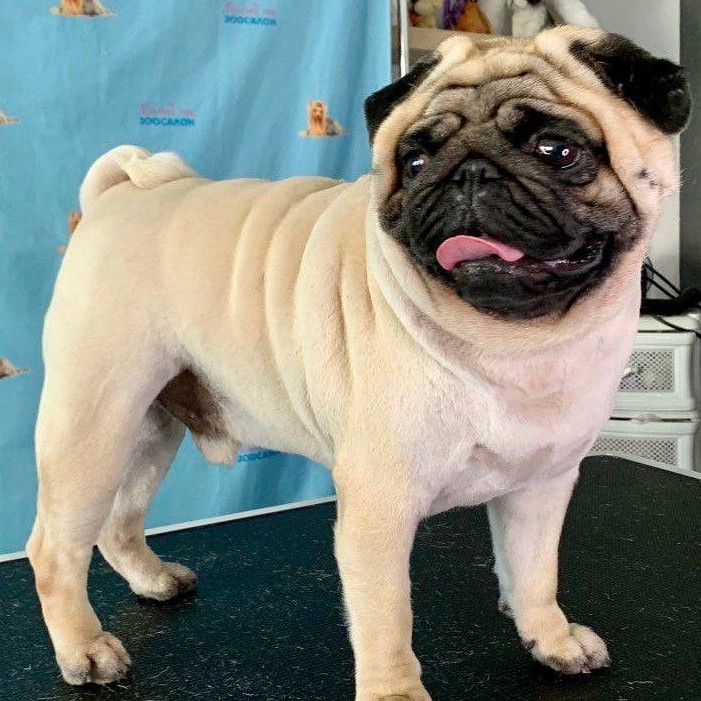 Мопс  Комплекс