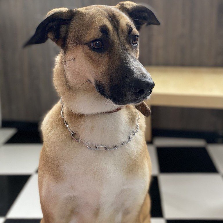 Метис  Комплекс