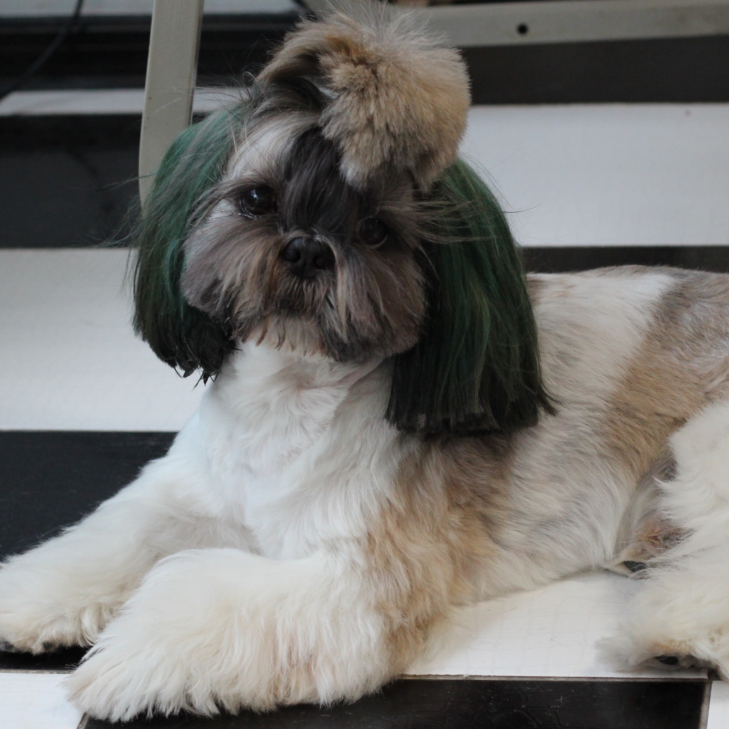 Ши-тцу Комплекс