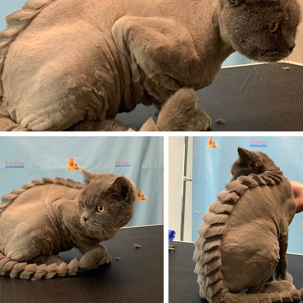 Кот    Стрижка   (не держат)