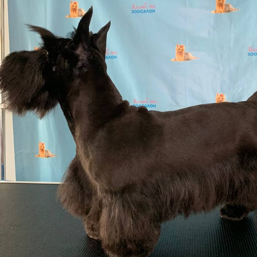 Скотч-терьер    Комплекс