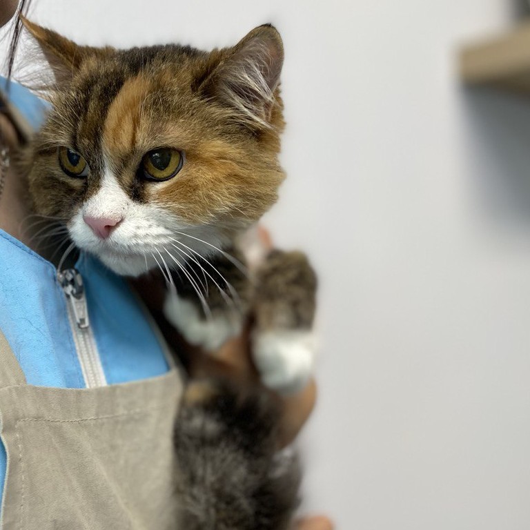 Кот   Экспресс-Линька+Купание