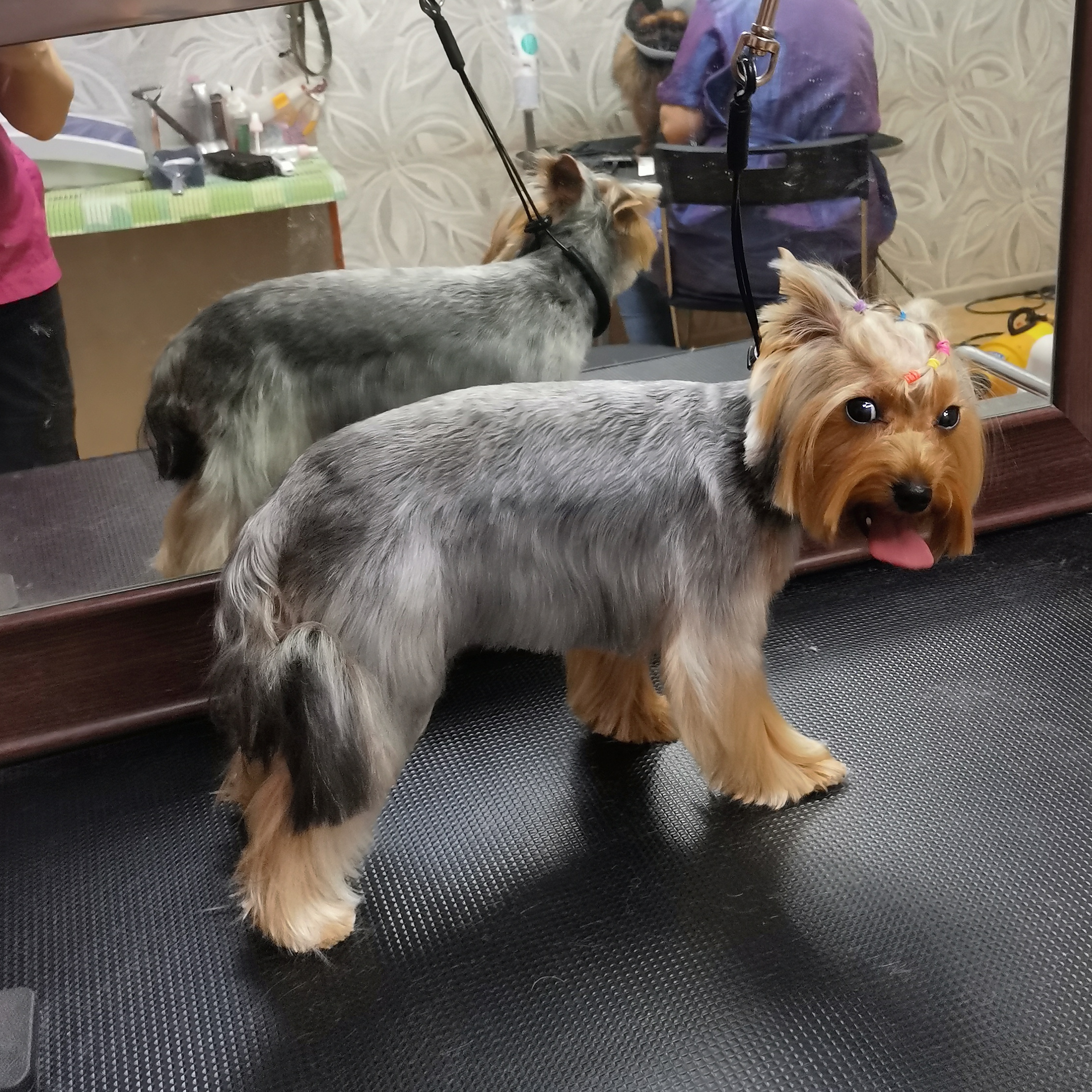 Стрижка Йоркширский терьер, Бивер-йорк (модельная)