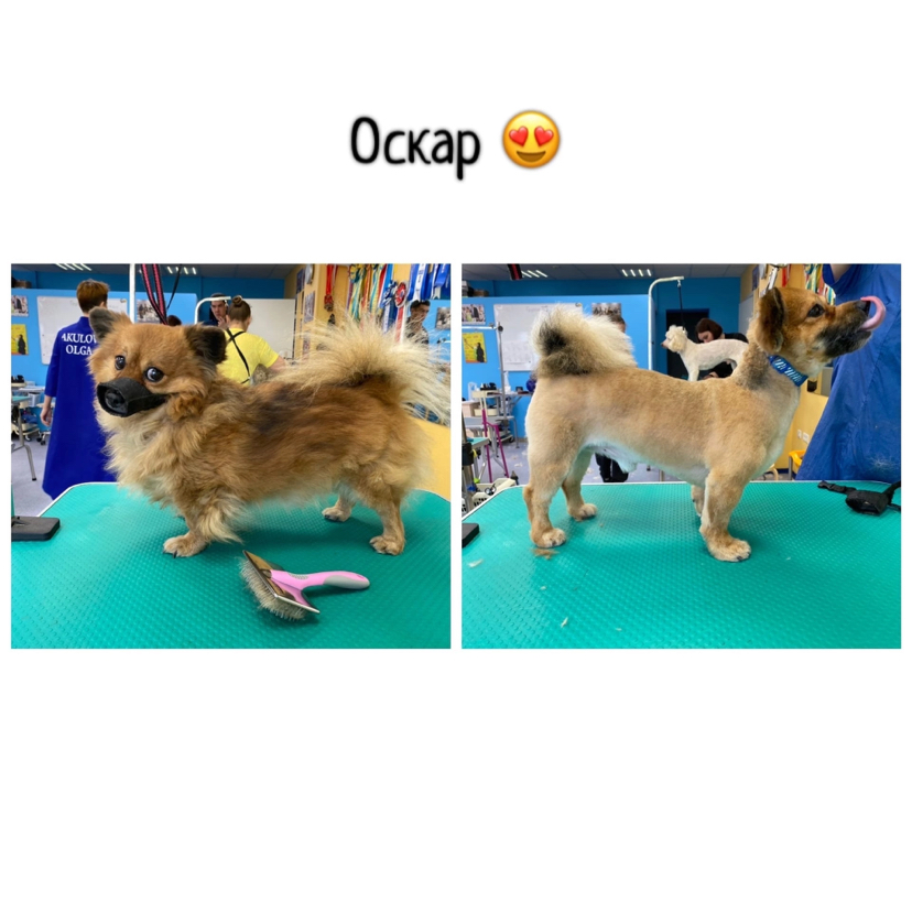 Метисы комплекс