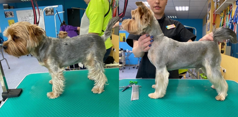 Йоркширский терьер комплекс