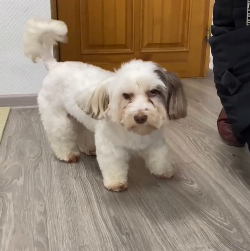 Мальтийская болонка комплекс