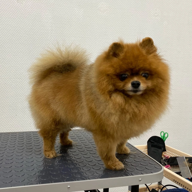 Шпиц комплекс