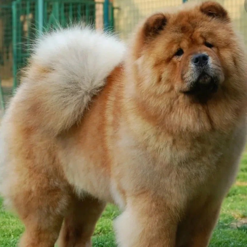 мытьё чау чау