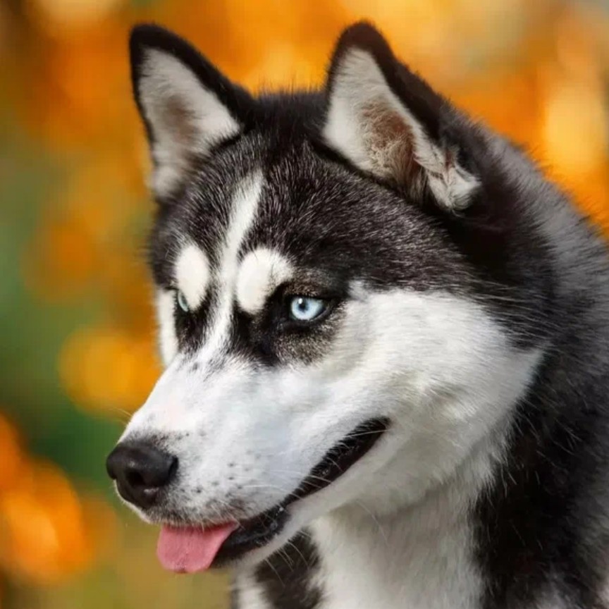 мытьё и вычёсывание подшёрстка хаски