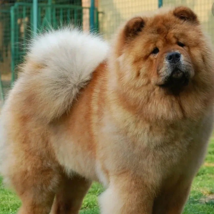 комплексная стрижка чау чау