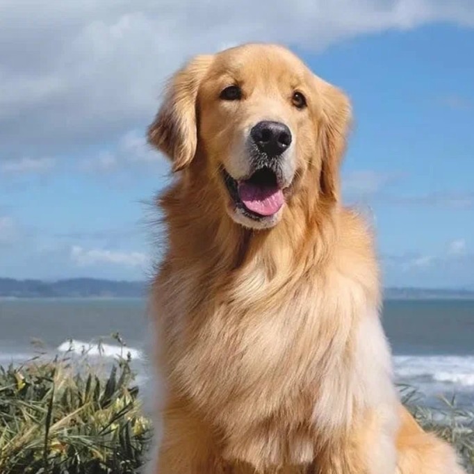 комплексная стрижка зол. ретривер