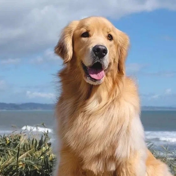 мытьё и гигиеническая стрижка зол. ретривер