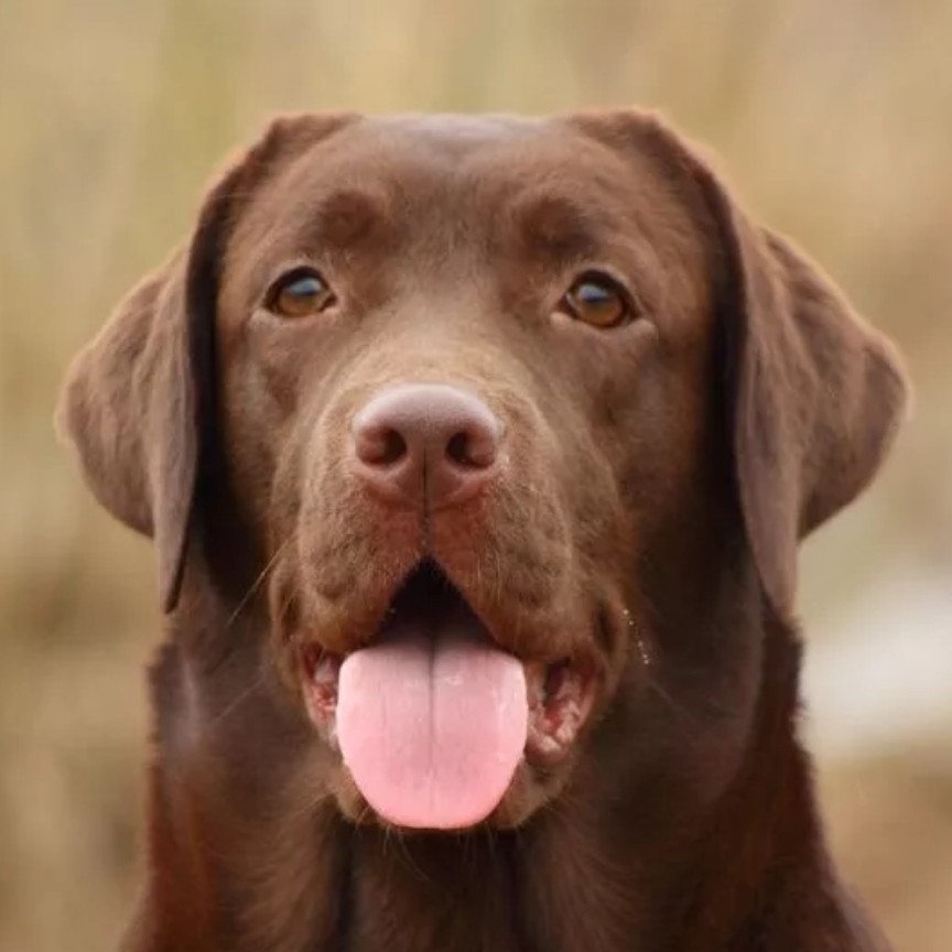 мытьё, облегчение линьки лабрадор