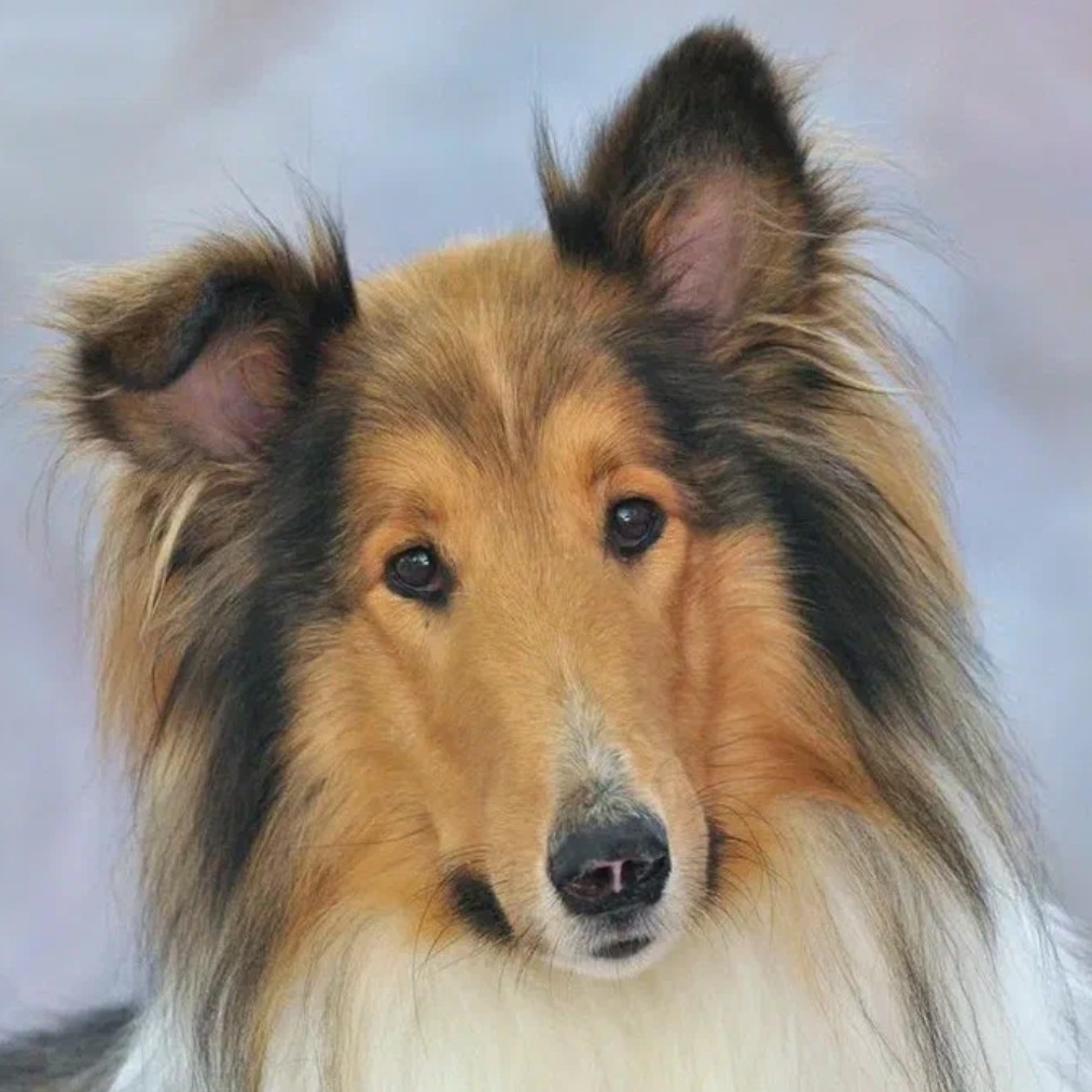 Мытьё, вычес, окантовка колли