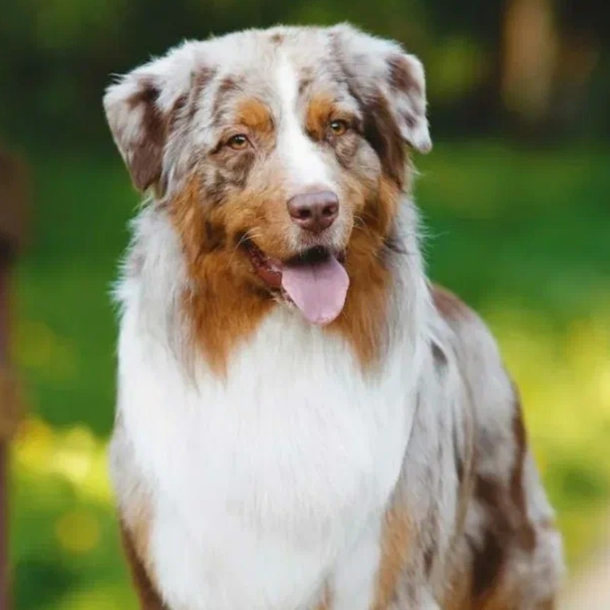 Мытьё, вычес аусси