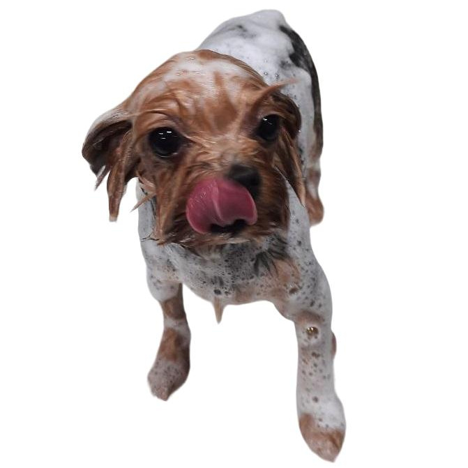 Гигиенический уход для собак (без стрижки)