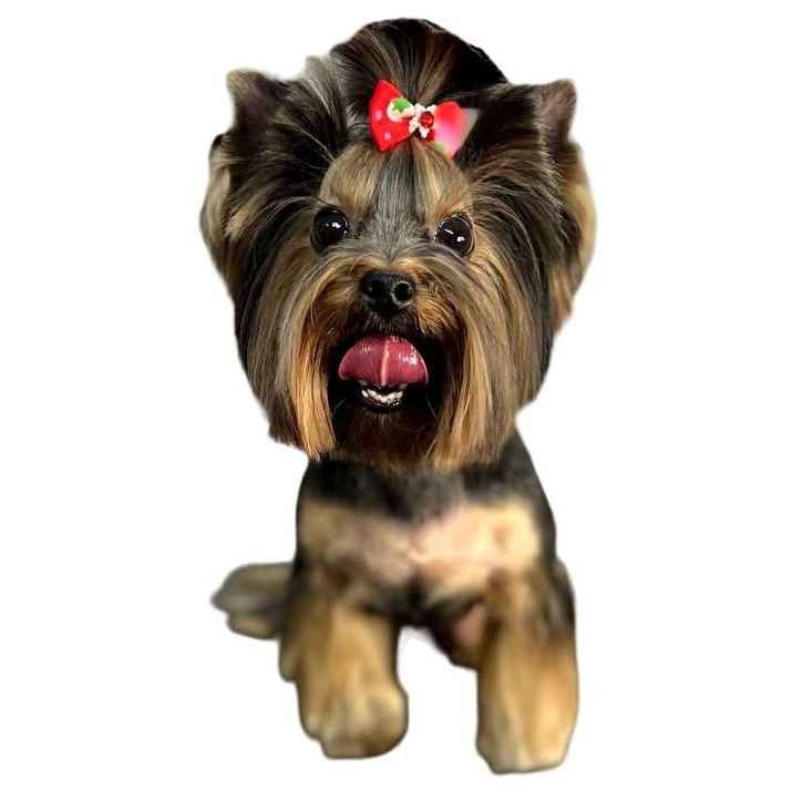 Стрижка собак (полный комплекс)