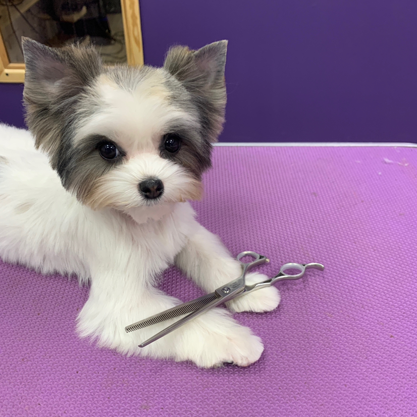 Бивер йорк щенок гигиенический уход (до 5 месяцев)