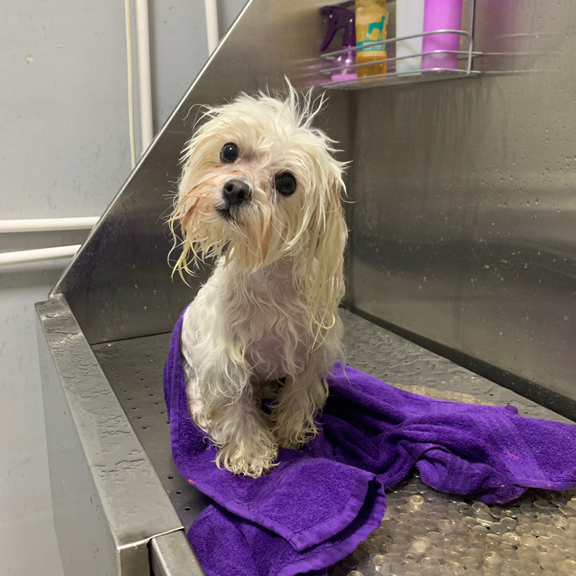 Мальтийская болонка гигиенический уход