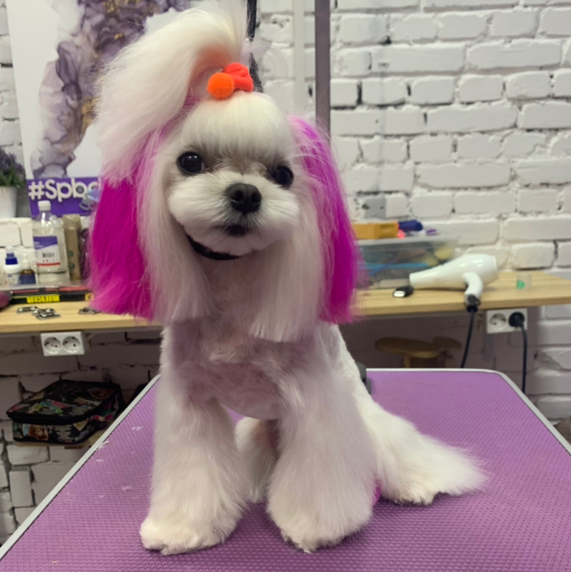 Мальтийская болонка комплексный уход + стрижка ( без колтунов)