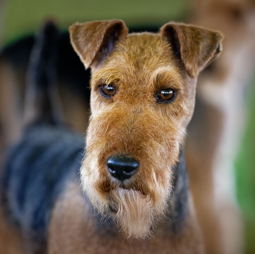 Вельш Терьер - Стрижка машинкой