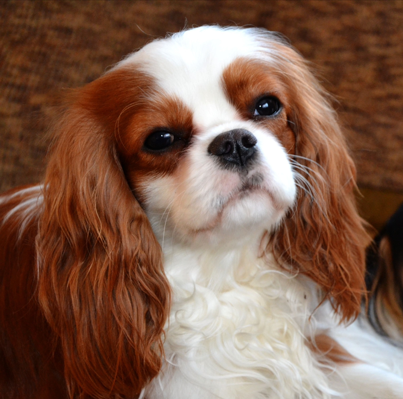 Кавалер Кинг Чарльз до 8кг - Комплекс  Модельно(укороченная по породе)