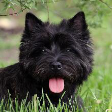 Вест/Керн/Норвич - Стрижка машинкой