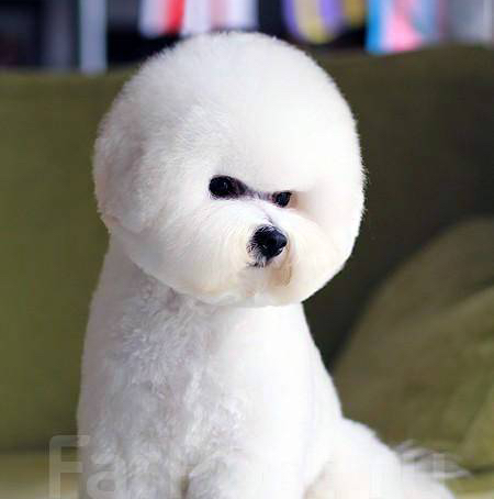 Бишон Фризе - Комплекс Модельно
