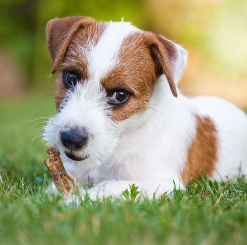 Джек Рассел ж/ш - Тримминг