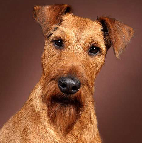 Ирландский Терьер - Стрижка машинкой