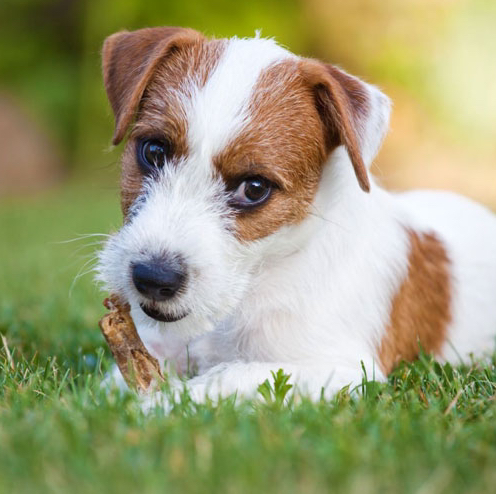 Джек Рассел ж/ш - Стрижка машинкой