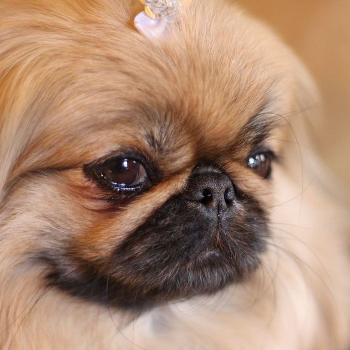 Пекинес - Комплекс Стрижка