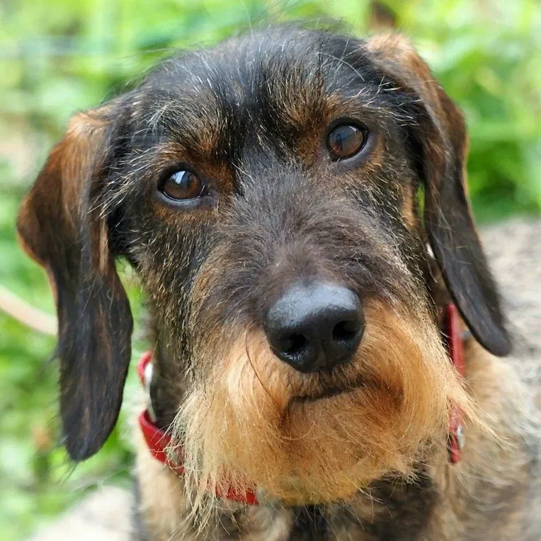 Такса Стандарт до 9кг - Стрижка машинкой корпус лапы под одну длину