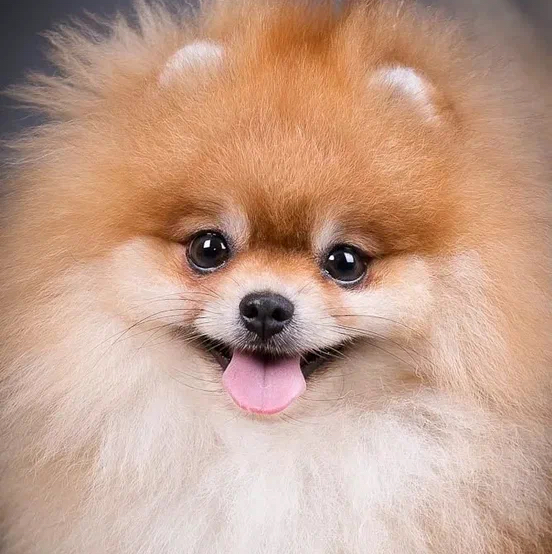 Шпиц Малый до 29см - Комплекс Укороченная