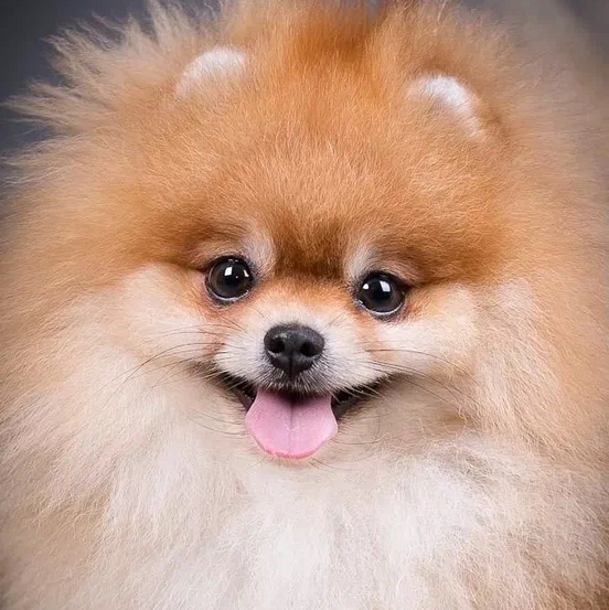 Шпиц Малый до 29см - Гигиена